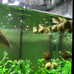 Cleaner Aquarium Tank