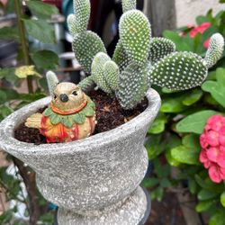 Nopal