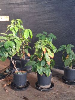 5- Coffee Plants