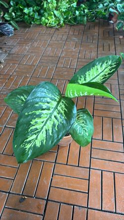 Dieffenbachia Tropic Snow 4” pot plant