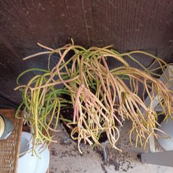 Fire Stick Plant With Stand 