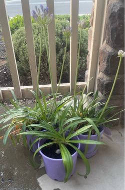Plants