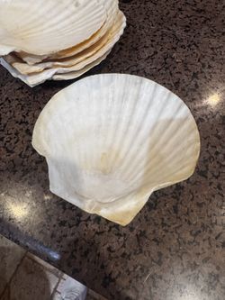 VINTAGE Set 6 SEASHELL PLATES Dishes