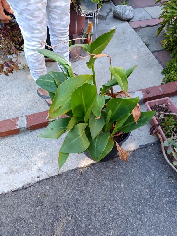 Plants