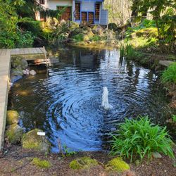 Koi And Goldfish, Koi And Goldfish Sanctuary 