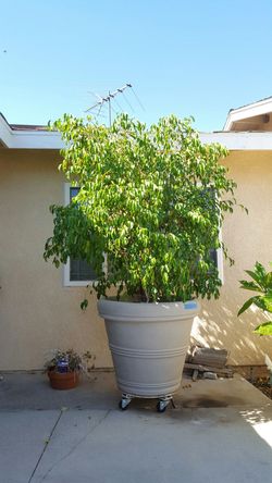 Ficus tree