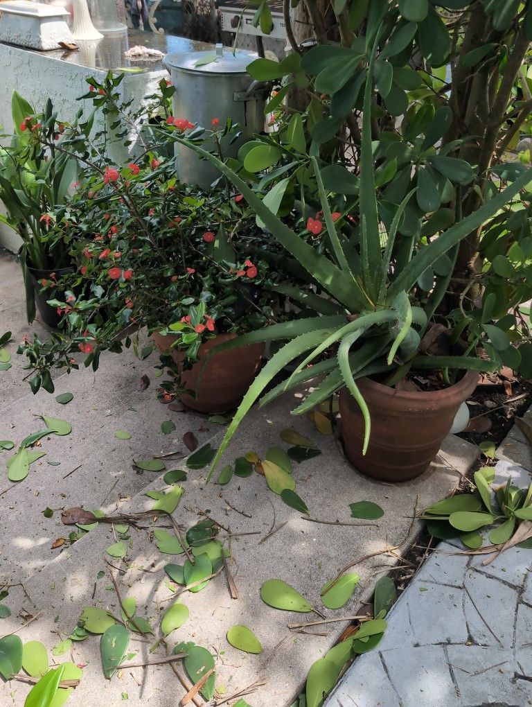 Plants In Potters