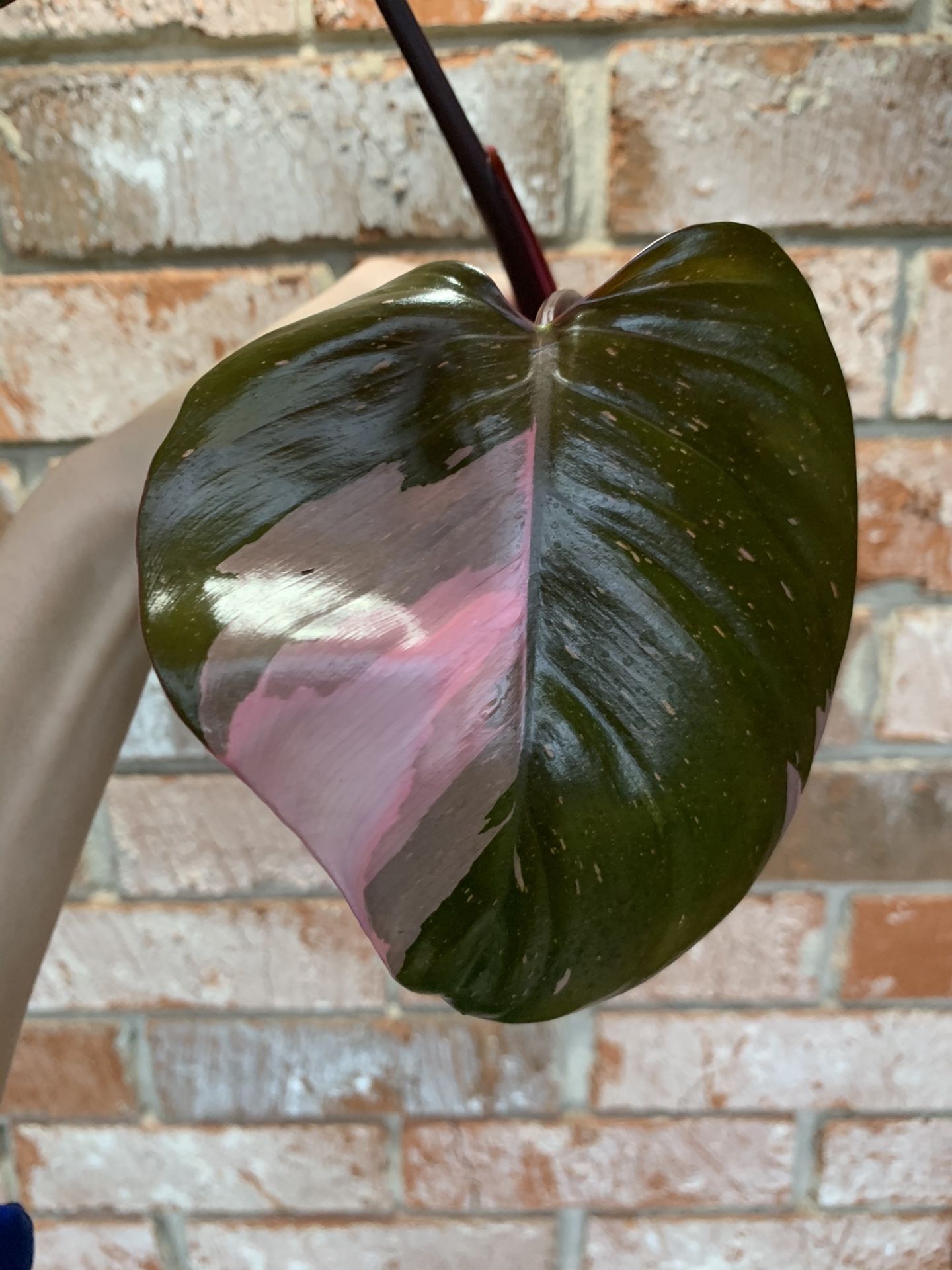 Philodendron Pink Princess - Top Cutting With New Leaf