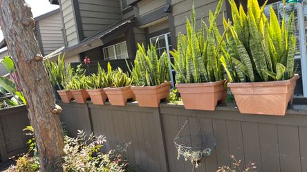 Snake plants 🌱 or sanseveria