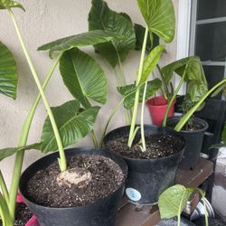 Elephant Ears Plants 