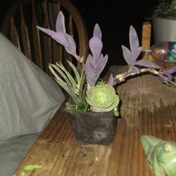 ( 4 ) Different SUCCULENTS 