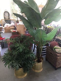 Banana tree and palm tree