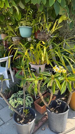 Plants for sale