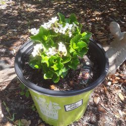 Plants $7 Each In Weeki Wachee Spring Hill