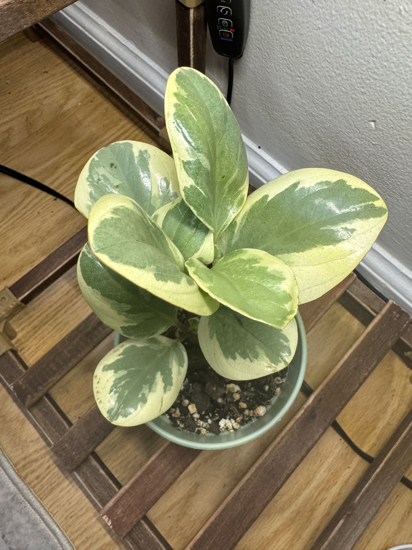 Bicolor Peperomia