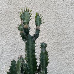 African Milk Tree Cactus Plant