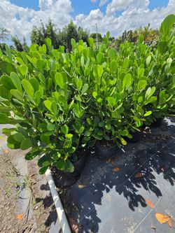 Huge clusias about 4 feet tall instant privacy hedge for fence sizes available