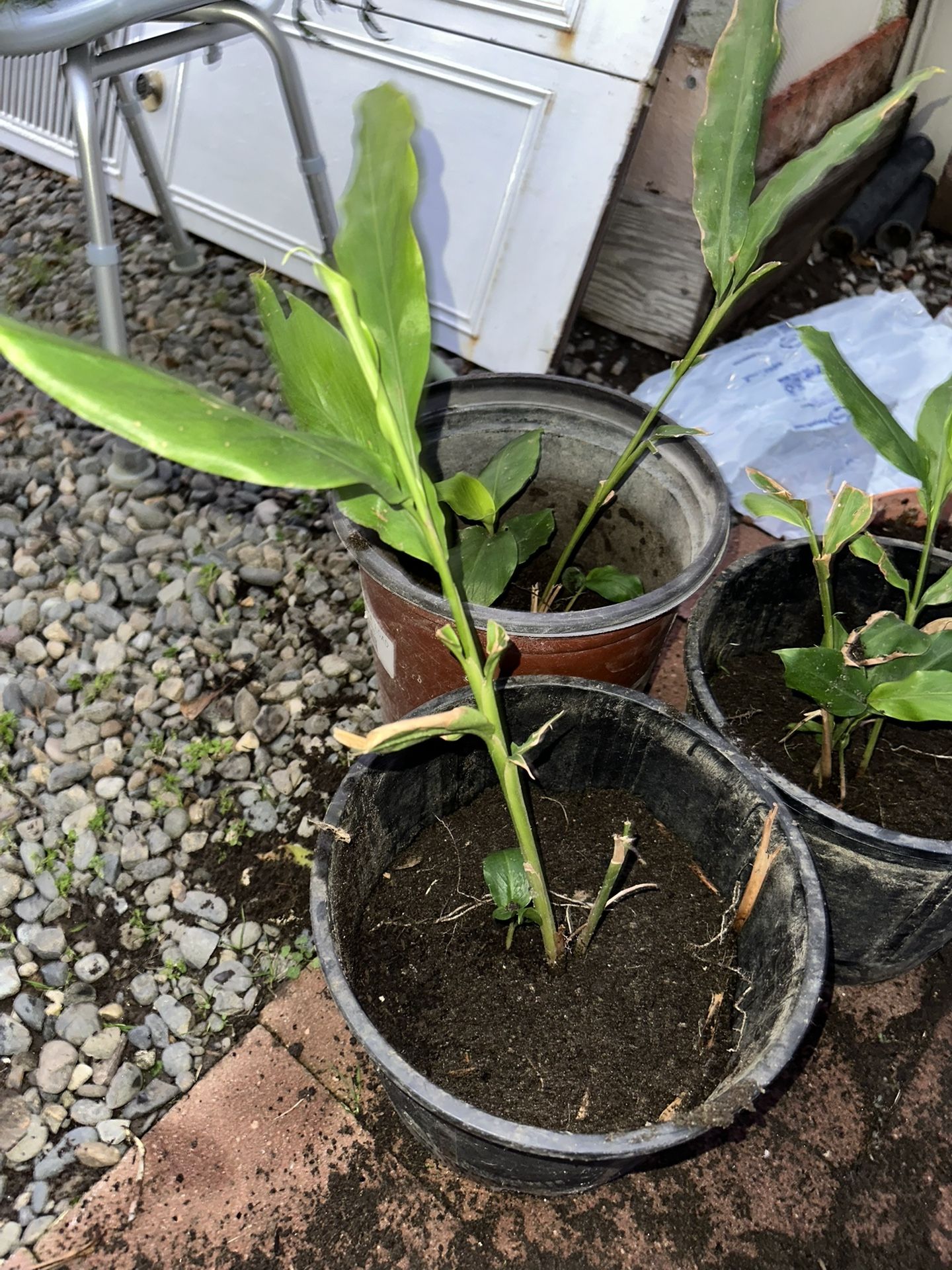 Árbol De Canela/cinnamon Tree