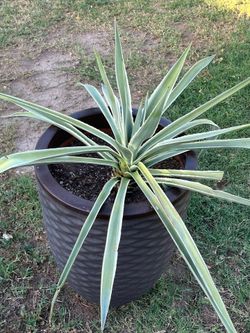 Look at these amazing plants for sale