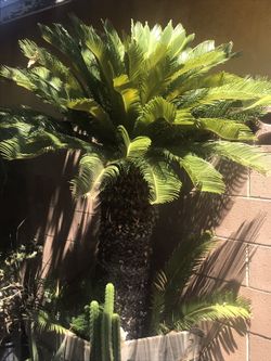 Palma Sago 