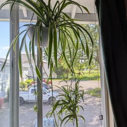 Rooted Spider Plant Babies – Healthy, Thriving, Easy to Grow!
