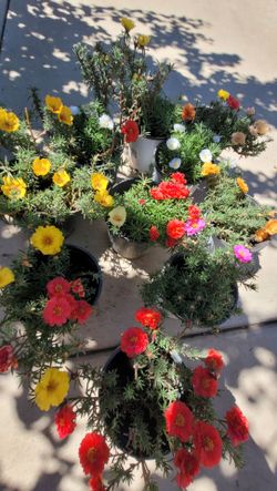 Plants for sale