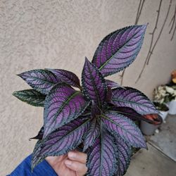 Persian Shield Plant $18