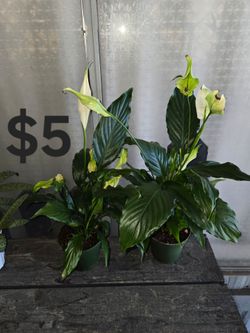 Peace Lily