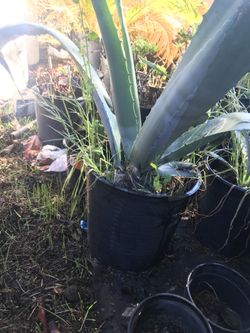Magueys de venta