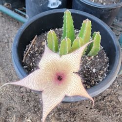 Stapelia Grandeflora