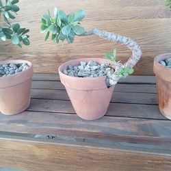 Plants 15 Each Or Two For 25