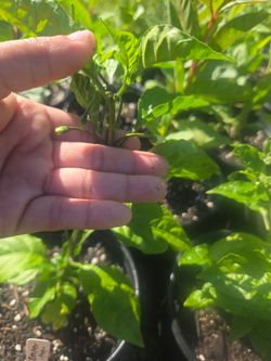 Carolina reaper pepper plant