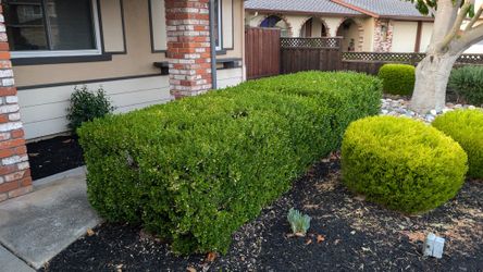 Free Hedge/Shrub