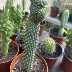 Cactus and Succulent’s 🪴