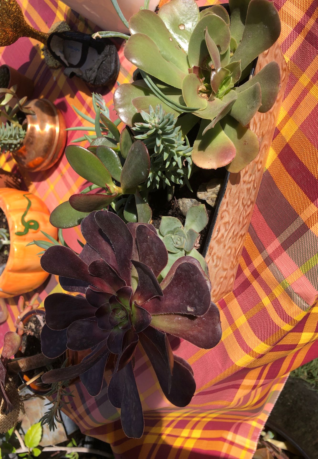 Fall decorative succulent live plant arrangement