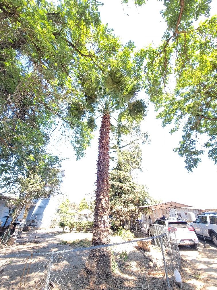 Palm Tree Work And Tree Trimming