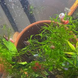 ramshorn Decorations Snails For Tank 