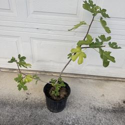 fig tree plants 