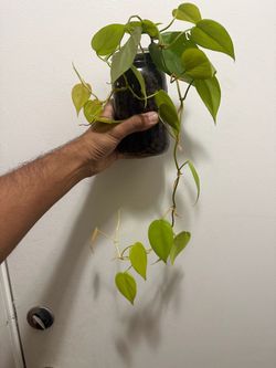 Lemon Lime Heartleaf Philodendron 🌿 Established in LECA – Long Trailing Vines
