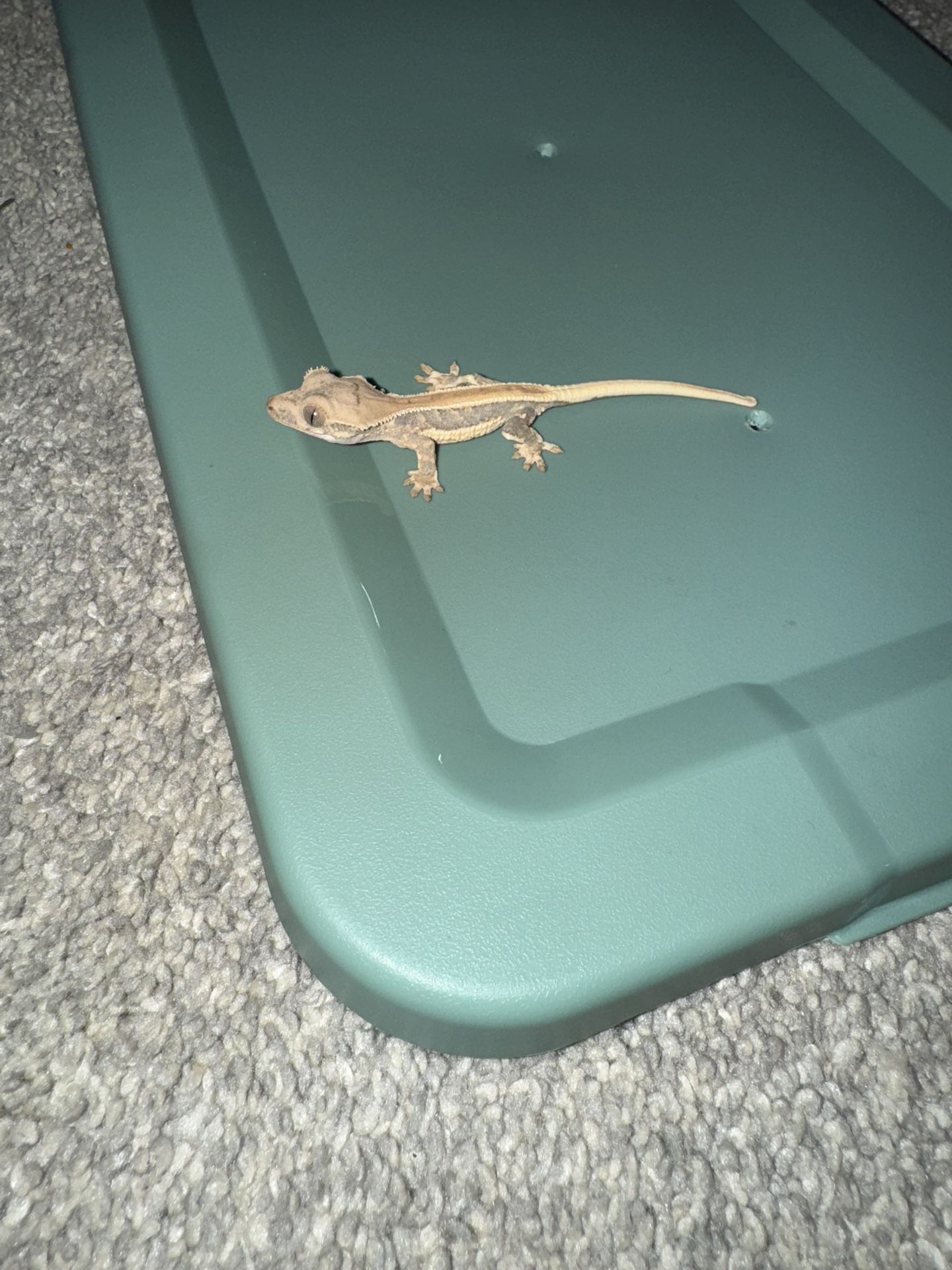Crested Geckos And Gargoyle Geckos For Sale