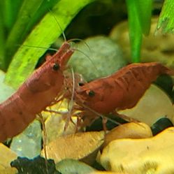 Fire Red Cherry Live Freshwater Neocaridina Aquarium Shrimp