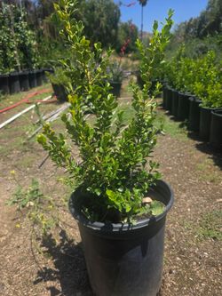 Boxwood 5 gallon