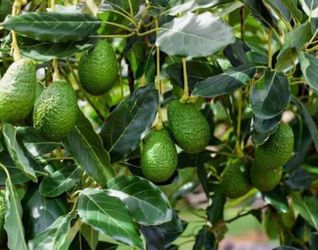 Organic avocado.
