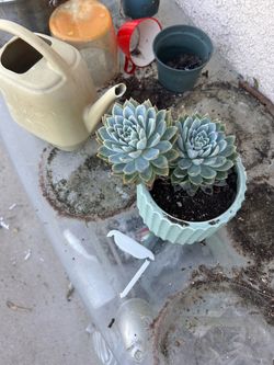 Cactus plant