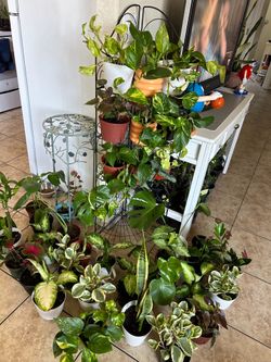 Plants s for sale 10 each