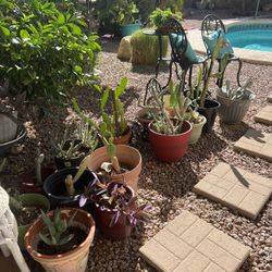 Variety  Of Cacti /Succulent s