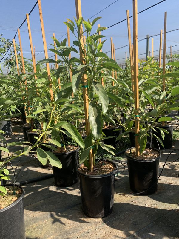 grafted avocado tree for sale