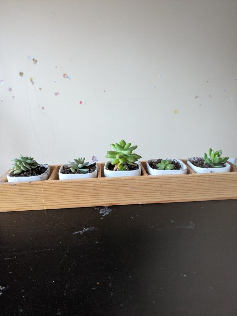 Succulents And Raspberry