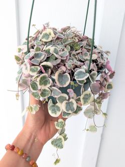 Ceropegia Woodii Strings of Hearts Variegated Plant 6" Pot - Indoor House Plants