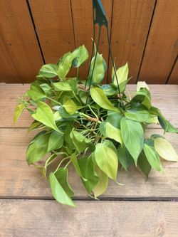 Philodendron Brasil 6” pot